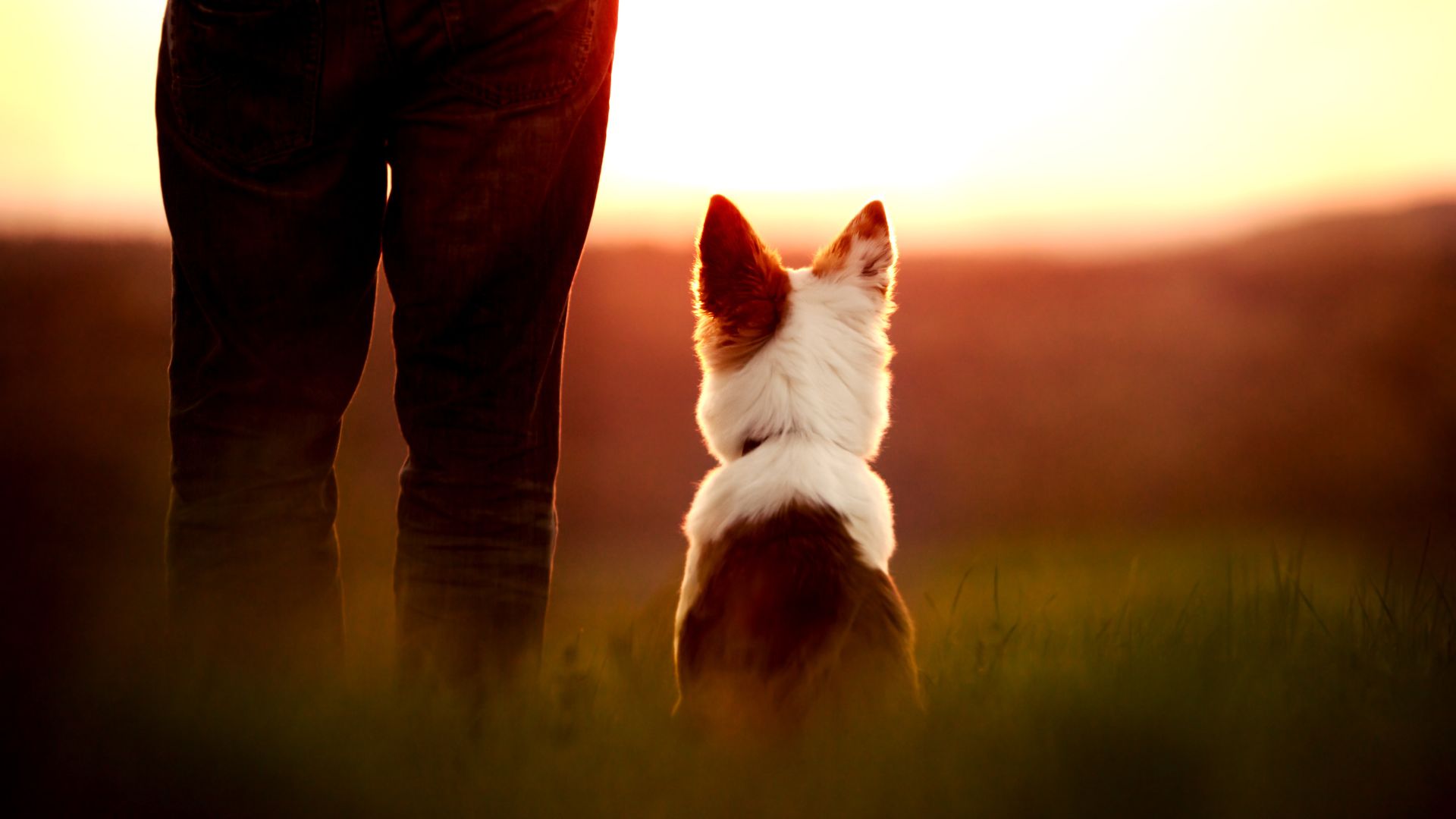 Person and dog sunset