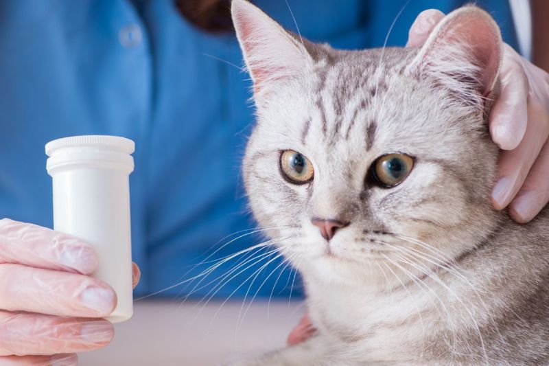 A person wearing gloves holds a white pill bottle while petting a gray tabby cat with green eyes