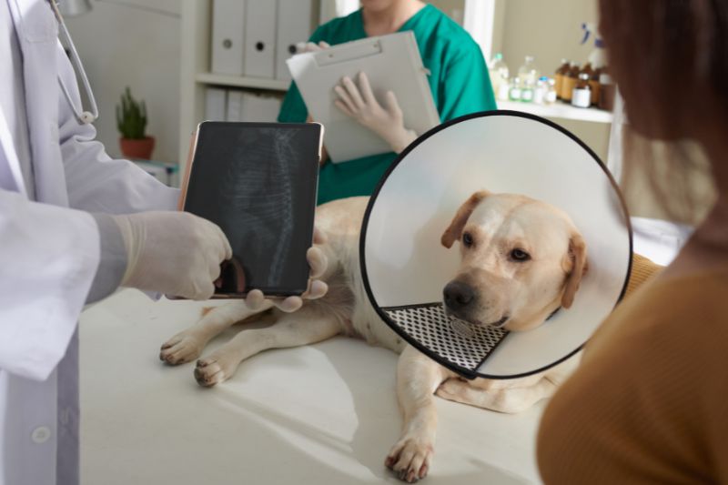 A veterinarian holds up an X ray to a dog wearing a cone collar