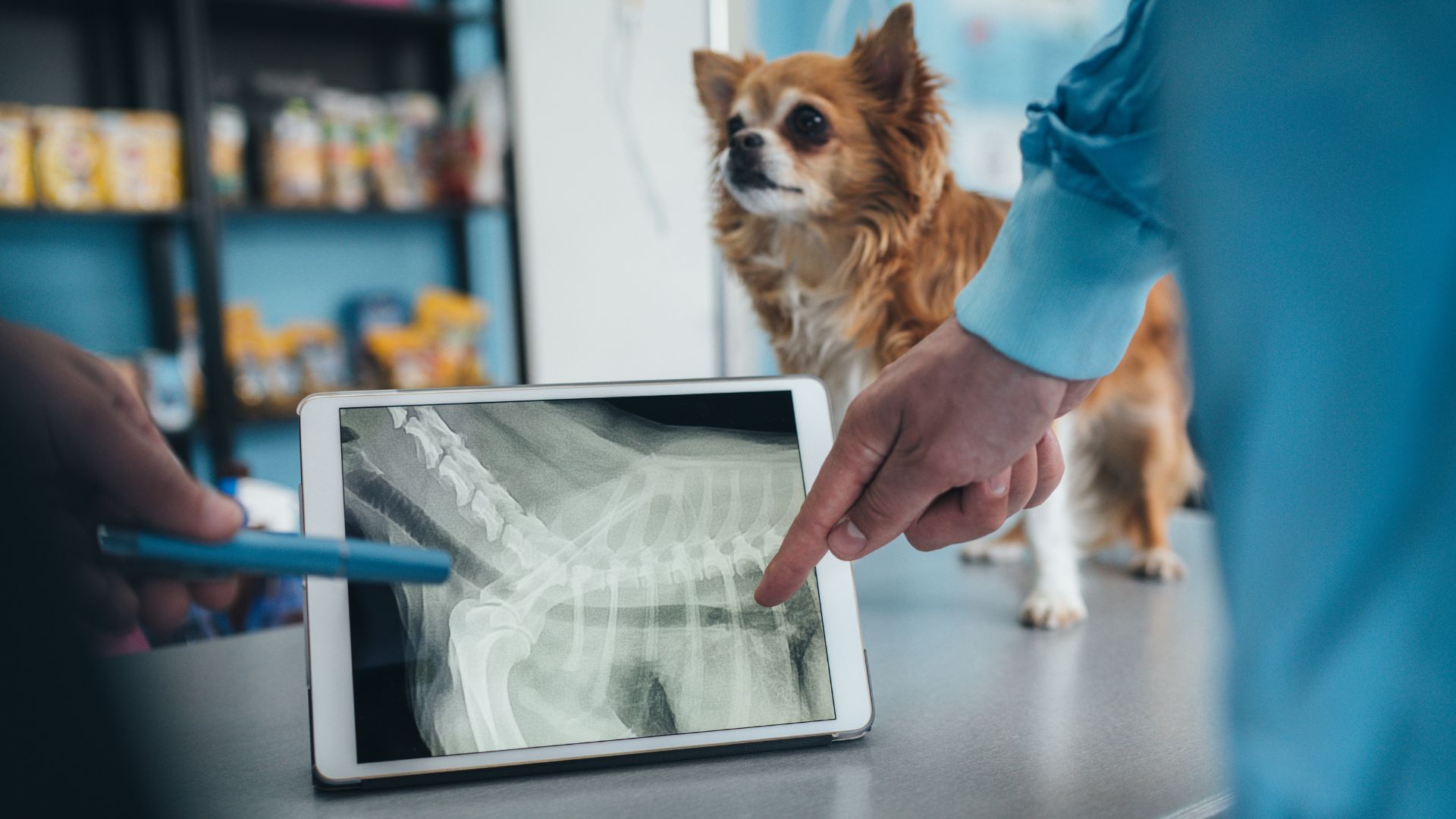 A veterinarian points to a digital x-ray of a dogs spine on a table.