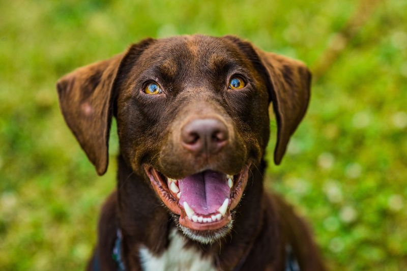 A closeup of a happy brown dog with its mouth open and tongue out, sitting on green grass