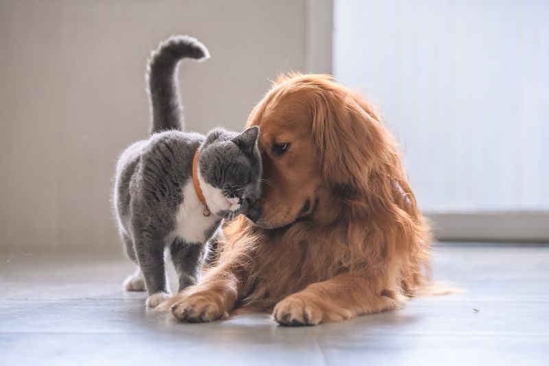 Cat and dog touching noses