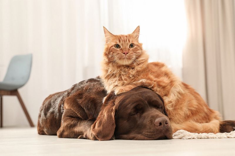 An orange cat rests on the head of a sleeping brown dog on a light-colored floor