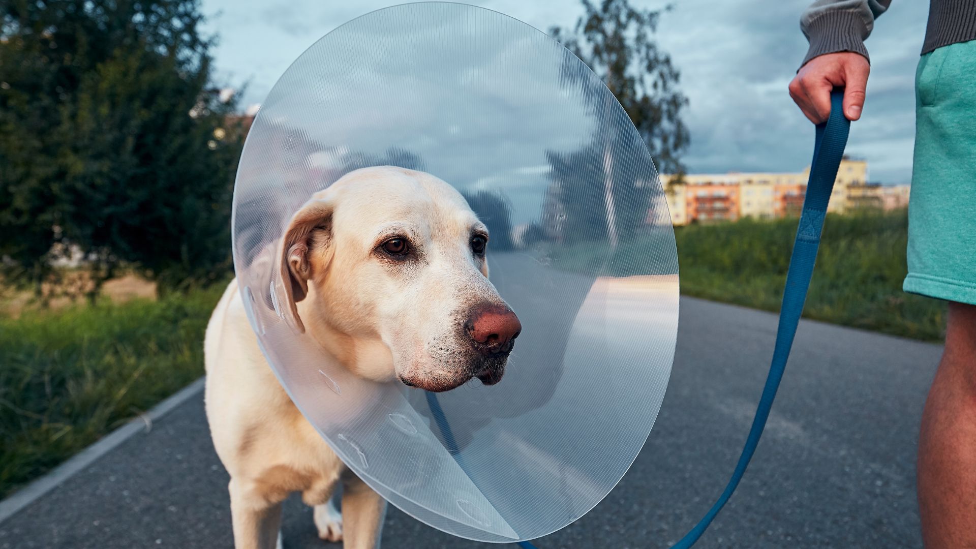Dog wearing protective cone collar