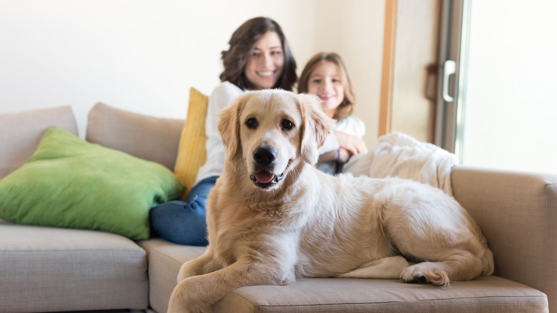 Dog woman girl on couch A golden retriever dog rests on a sofa with two people sitting behind it