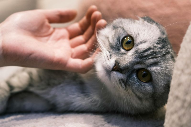 Hand petting tabby cat