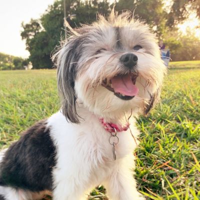 A happy shih tzu dog with black and white fur sits in a grassy park during golden hour