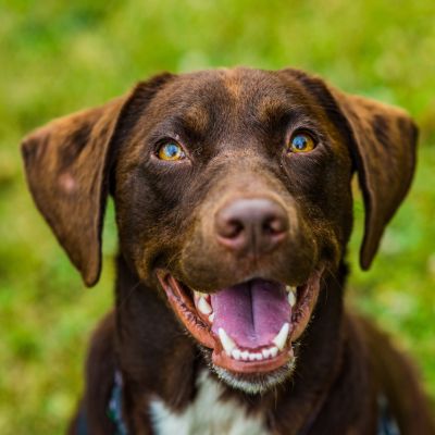 A closeup of a happy brown dog with its mouth open and tongue out, sitting on green grass