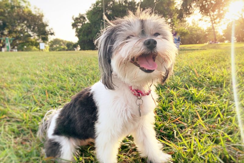 A happy shih tzu dog with black and white fur sits in a grassy park during golden hour