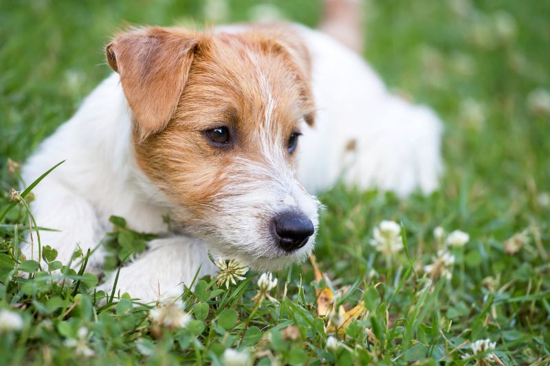 Jack Russell terrier