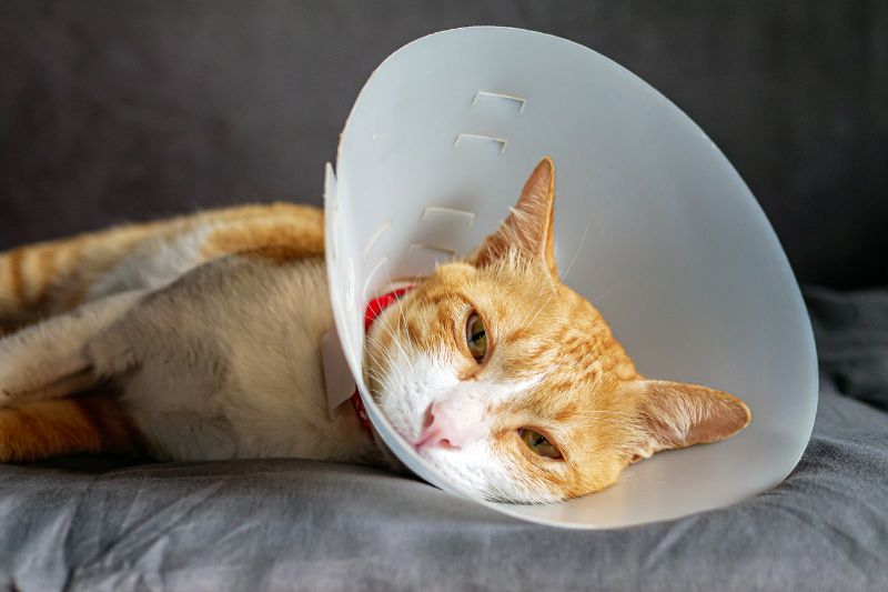 Orange cat Elizabethan collar resting