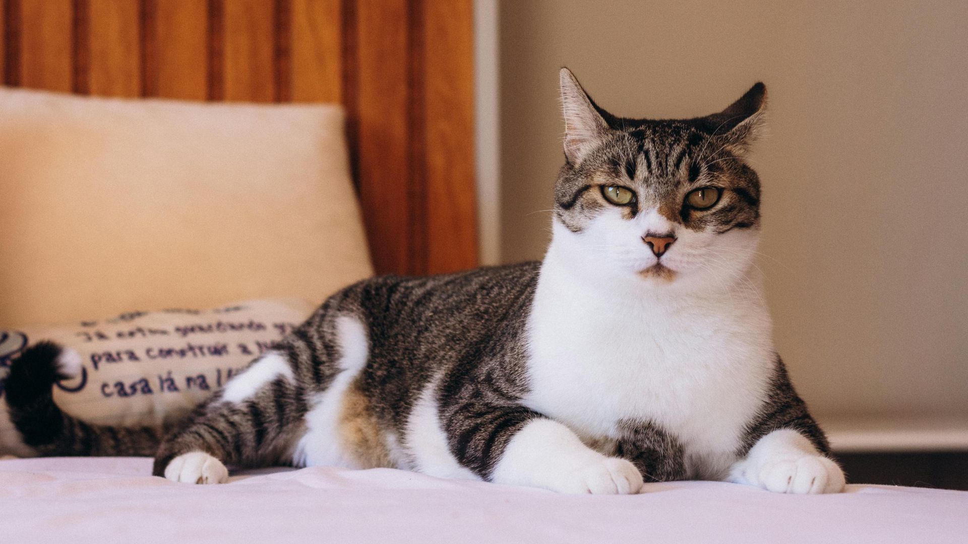 Tabby cat relaxing indoors