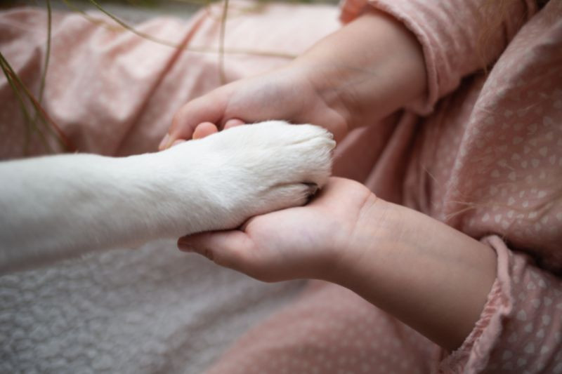 A person hands gently holding a white dog paw
