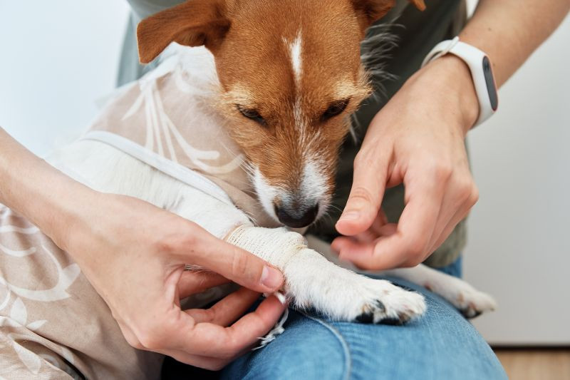 A person is bandaging a dog paw The dog is wearing a medical wrap