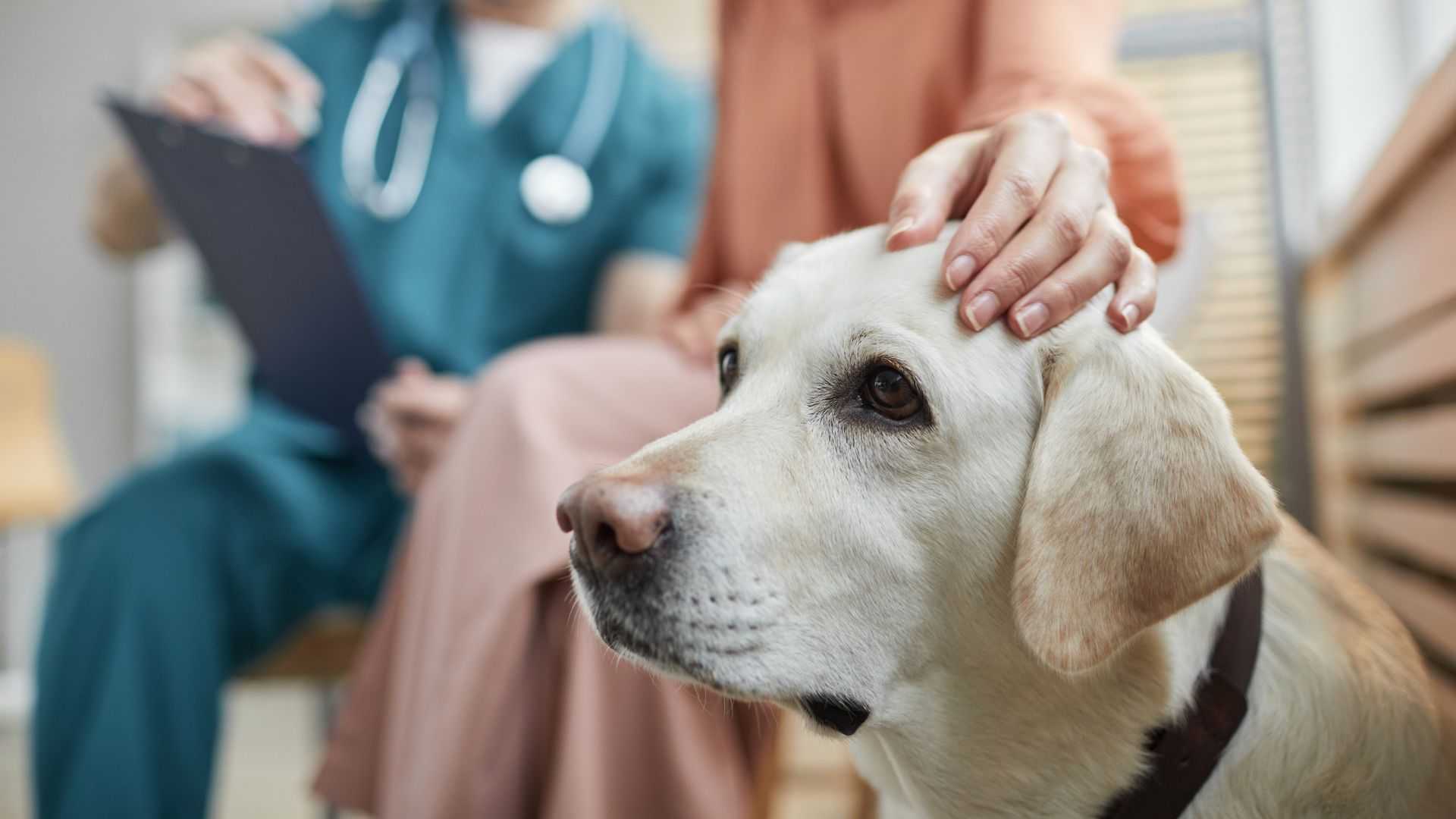 A white dog with a dark collar looks forward while a person gently strokes its head. In the blurred background, a person in scrubs and a mask holds a clipboard