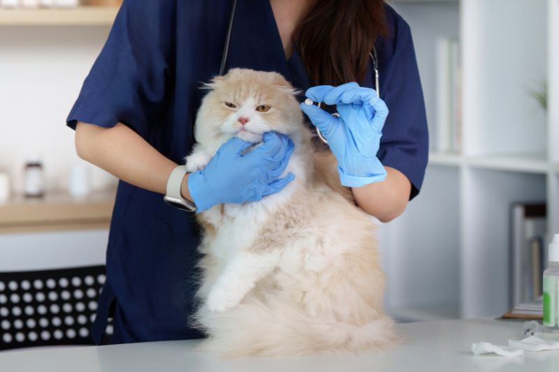vet administering medication to cat