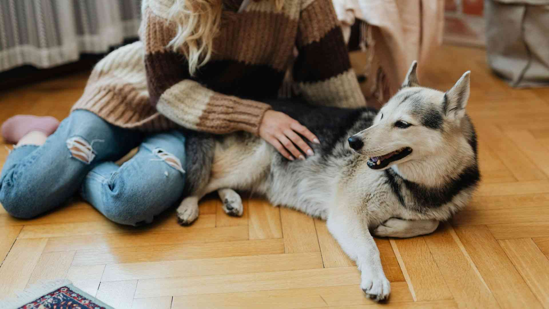 woman petting dog indoors A person wearing a striped sweater and ripped jeans pets a husky lying on a wooden floor.
