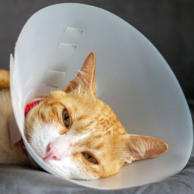 A ginger and white cat wearing a white Elizabethan collar
