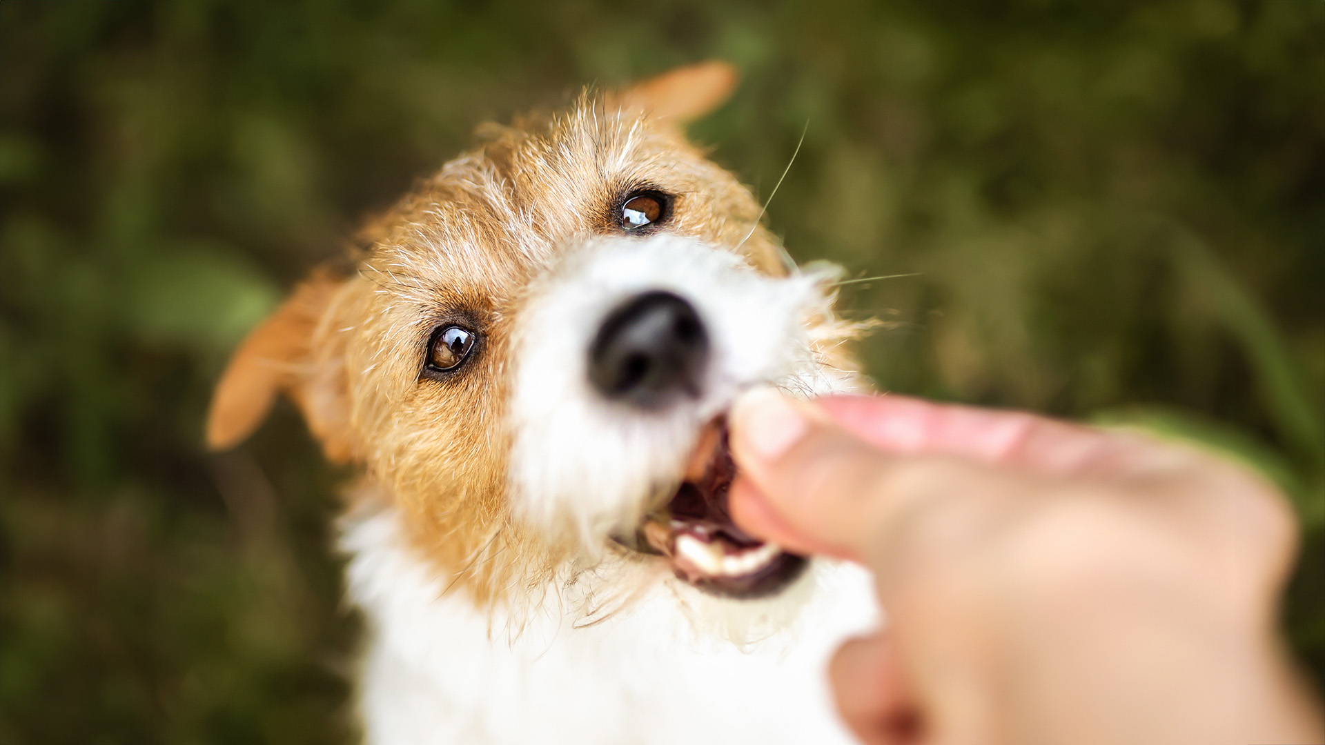 dental-treat person feeding a dog a dental treat